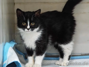 supersüße kleine Katze Munky sucht ein tolles Zuhause Bild 6