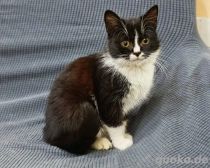supersüße kleine Katze Munky sucht ein tolles Zuhause Bild 8