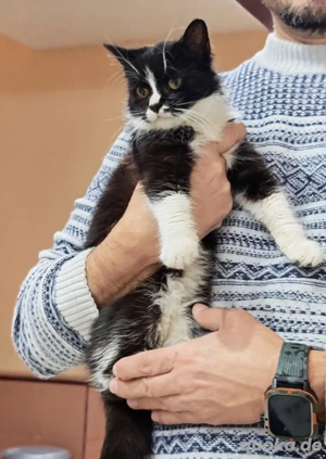 supersüße kleine Katze Munky sucht ein tolles Zuhause Bild 4