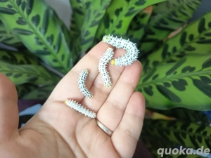 Samia ricini Motte Falter Götterbaumspinner Schmetterling  Bild 2