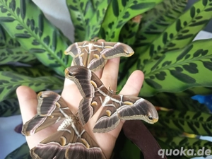 Samia ricini Motte Falter Götterbaumspinner Schmetterling 