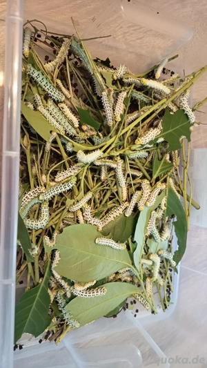 Samia ricini Motte Falter Götterbaumspinner Schmetterling  Bild 4