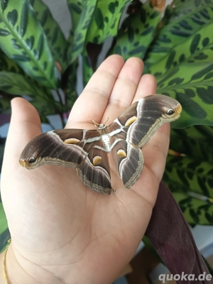 Samia ricini Motte Falter Götterbaumspinner Schmetterling  Bild 5