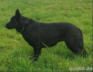 Ostlblut Schäferhunde ehem DDR Welpen  Bild 10