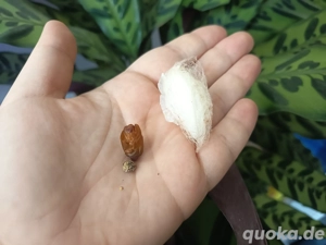 Samia ricini Motte Falter Götterbaumspinner Schmetterling  Bild 3