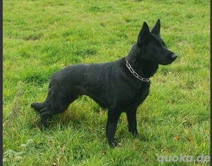 Ostlblut Schäferhunde ehem DDR Welpen  Bild 9