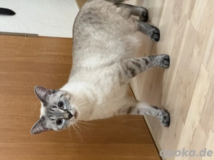 Wunderschöne Siamkatze sucht liebevolles Zuhause    