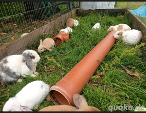    Kleine Zwergwidder blau braune Augen Zwergkaninchen Minilop
