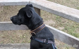 Zuhause gesucht für Leno Bild 2