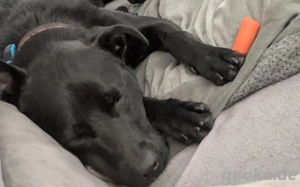 Zuhause gesucht für Leno Bild 3