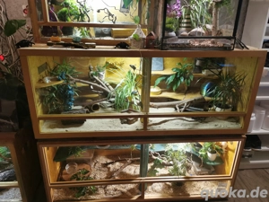 2 x Holz Terrarium 150 x 60 x 60