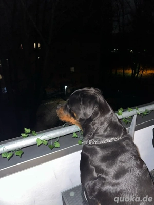 Liebe volle bella 4 J sucht ihr zuhause 