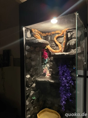 Verkaufe 2 Boa Constrictor