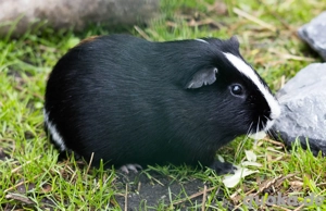 Meerschweinchen bock abzugeben