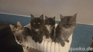 Maine coon kitten 