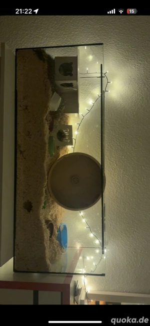 weisser dungarischer zwerghamster zu verkaufen mit alles