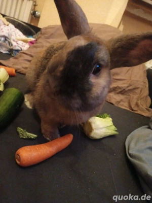 Kanichen bock in guten händen abzugeben 