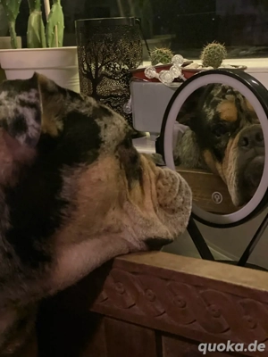 Buddy - anhänglicher, fröhlicher Old Englisch Bulldogge sucht festen Menschen für Abenteuer