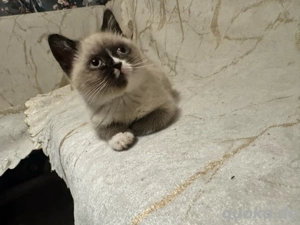 britische Kurzhaar kitten 