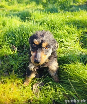 Krasi ein kleines Terrier Mädchen 