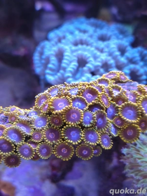 Korallen Meerwasser Zoa, Euphyllia, Leptoseris 