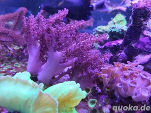 Korallen Meerwasser, Fungia, Chalice, Leptoseris 