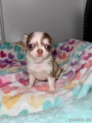 Reinrassiger Chihuahua-Welpe