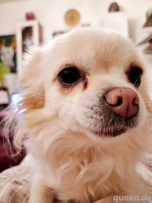 Chihuahua-Bolonka-Hündin Bild 2