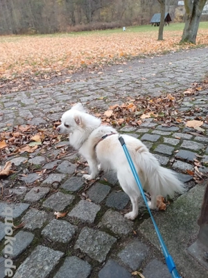 Chihuahua-Bolonka-Rüde Bild 3