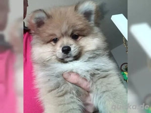 Zwergspitz Pomeranian