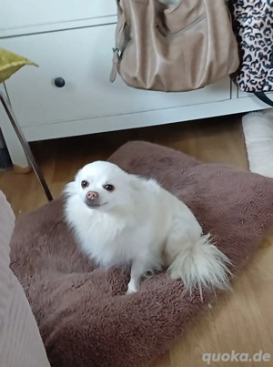 Chihuahua-Bolonka-Rüde Bild 2