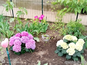 Haushaltshilfe sucht Minijob in Kehl-Kork, Kehl-Auenheim und Umgebung