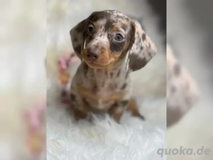 Wunderschöne Dackel Welpen Zwergdackel 