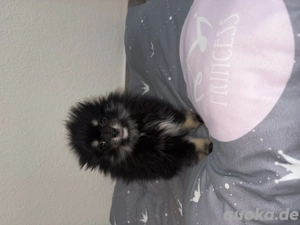 Süße Pomeranian (Boo) Welpen Mädchen zu verkaufen