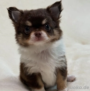 Chihuahua Welpen suchen ihr Traum Zuhause