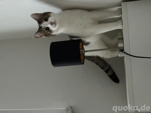 Zwei junge Katzenbrüder suchen neues Zuhause