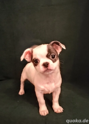 Süße Chihuahua-Welpen   2 Hündinnen   sofort ins Herz verliebt!