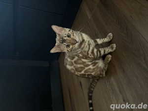Bengal Kater 7 Monate alt 