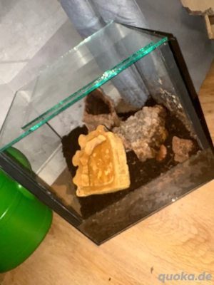 Terrarium 30x30x30 cm zur Abgabe