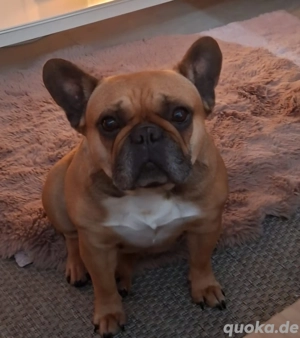 Traumhafte 8 Jährige French-Bulldoggen Hündin schweren Herzens