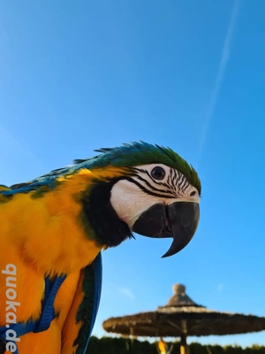 Gelbbrustarababys männlich