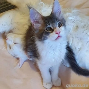 Kätzchen jetzt verfügbar