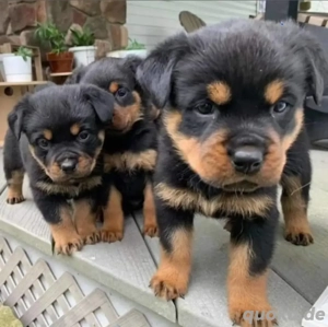 Die entzückendsten Rottweilerwelpen erhältlich