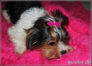 Yorkshire Terrier verschiedene Altersstufen