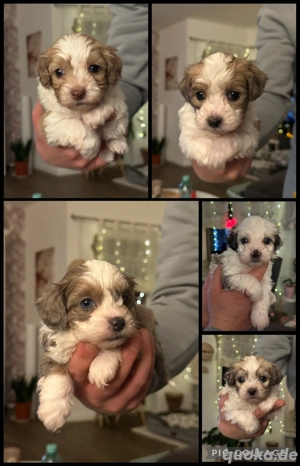 Bolonka Zwetna Welpen von  Jules Lewitzstübchen 