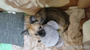 Langhaar Chihuahua Rüde sucht neues Zuhause
