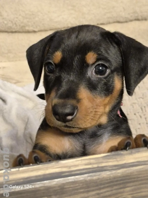 Deutescher Pinscher Welpen Hündinn