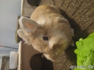 Zwei Zwergkanienchen Löwenköpfchen