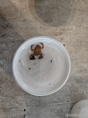 Habe zur Abgabe Pumilio  0.0.4. El Dorado  ca. 18 Monate und  1.1. Nicky  ca. 2 Jahre 