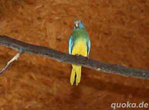 Glanzsittiche aus 2025